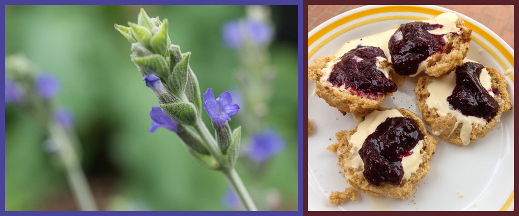 give it the time of day - lavender, biscuits